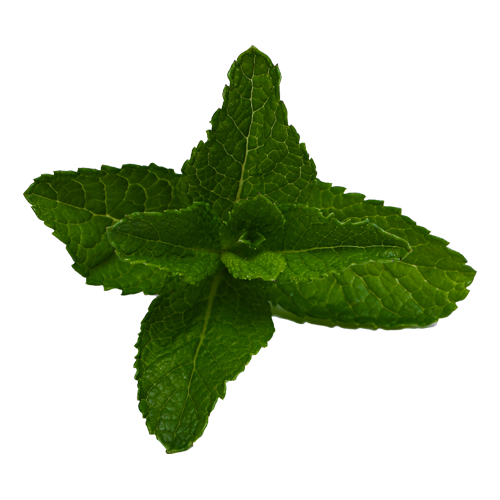 mint green tea with spermint